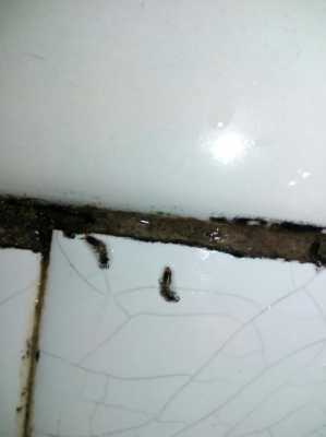 水槽旁白色虫子（水槽边上白色虫子）-图2