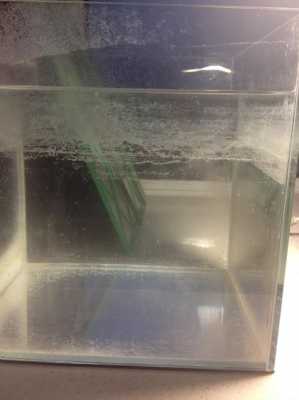 玻璃鱼缸上口白色污渍（鱼缸玻璃一层白色污垢怎么去除）-图1