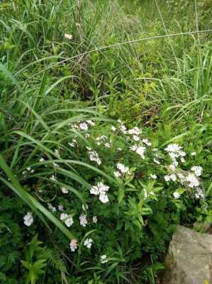 河北白色野花（常见的白色野花）-图1