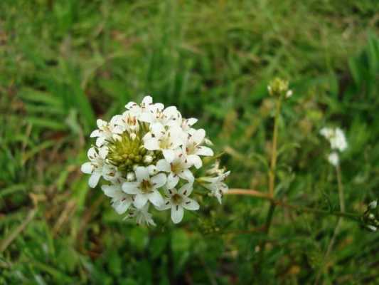 河北白色野花（常见的白色野花）-图2