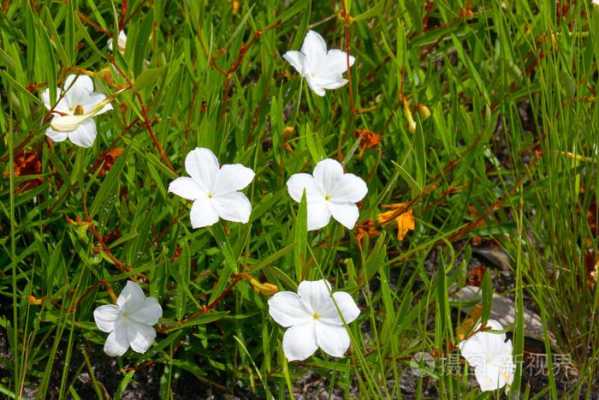河北白色野花（常见的白色野花）-图3