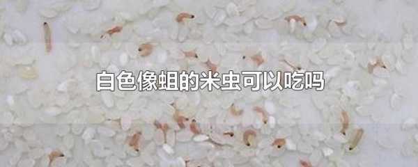 白色米虫冻死（白色米虫离开米会自己繁衍吗）-图1