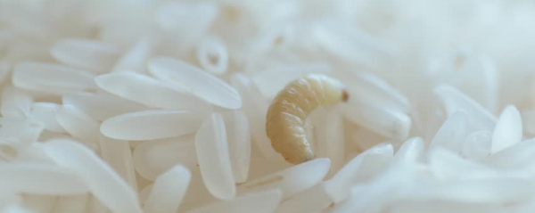 白色米虫冻死（白色米虫离开米会自己繁衍吗）-图2