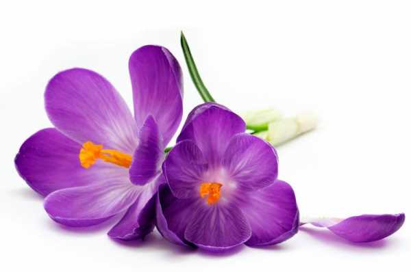 有白色紫色的花语（白色带紫的花）-图1