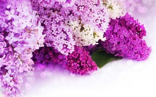 有白色紫色的花语（白色带紫的花）-图2