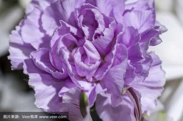 有白色紫色的花语（白色带紫的花）-图3