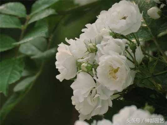 白色的蔷薇花（白色的蔷薇花阿瑾周沉铭）-图1