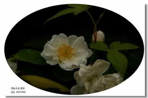 白色的蔷薇花（白色的蔷薇花阿瑾周沉铭）-图2
