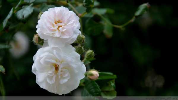 白色的蔷薇花（白色的蔷薇花阿瑾周沉铭）-图3