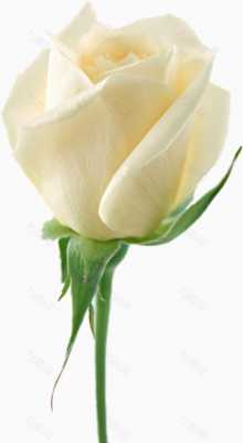米白色玫瑰（米白色玫瑰花代表什么意思）-图3