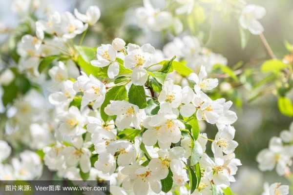 白色花白色果子灌木（白色花的果树）-图3