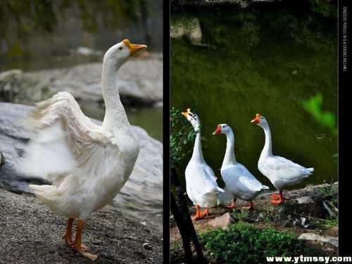 白色的花鹅（白色的鹅是公的还是母的）-图1