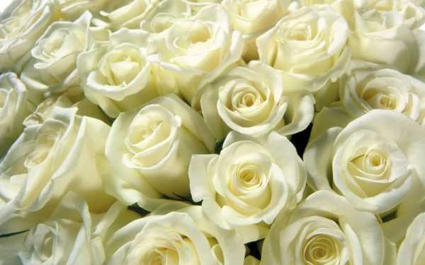 白色玫瑰18朵（18朵白玫瑰花语是什么意思）-图1