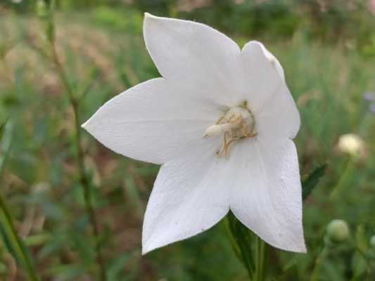 白色的花吸收什么（白色的花一般用在哪里）-图2