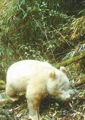 白色熊（白色熊猫）-图1