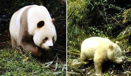 白色熊（白色熊猫）-图3