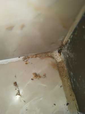 家里木板有白色的虫子（家里木板有白蚁怎么办）-图3