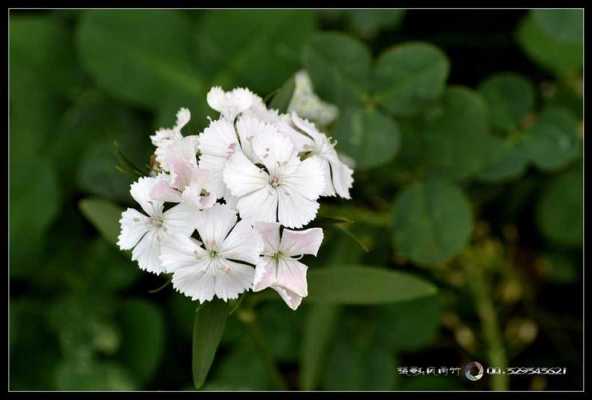 有毒的白色野花（白色的有毒的花是什么花）-图1