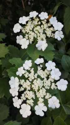 有毒的白色野花（白色的有毒的花是什么花）-图2