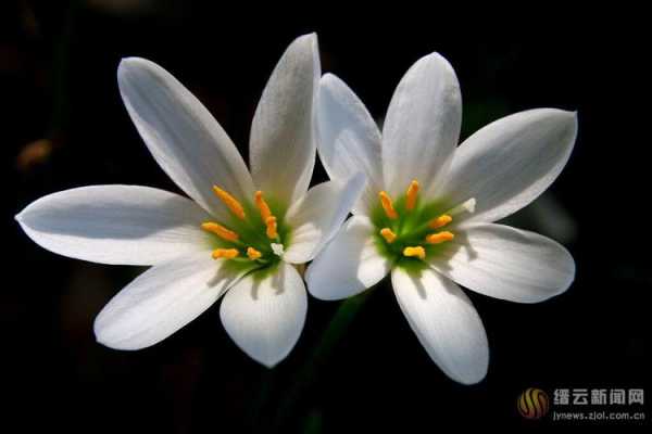 白色花瓣中间黄蕊（白色花瓣黄蕊的小花是什么）-图2