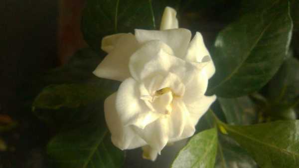 白色的花朵好香什么花（白色花很香的是什么花）-图2