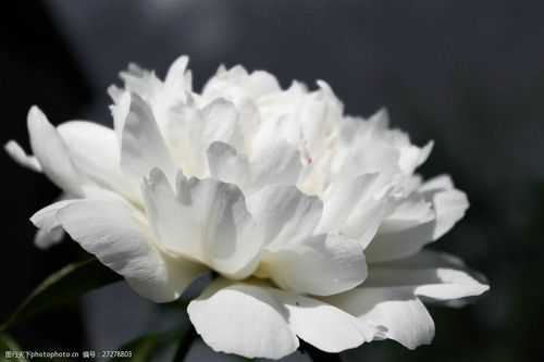 白色的花朵好香什么花（白色花很香的是什么花）-图3