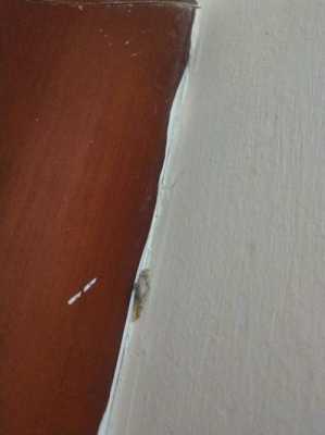 衣柜里长白色虫子（衣柜里长白色虫子是什么虫）-图1