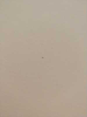 壁纸上的白色虫子（墙纸上有很小很小的虫）-图1