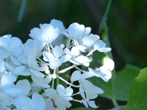 有几种白色的花（有哪些白色的花）-图3
