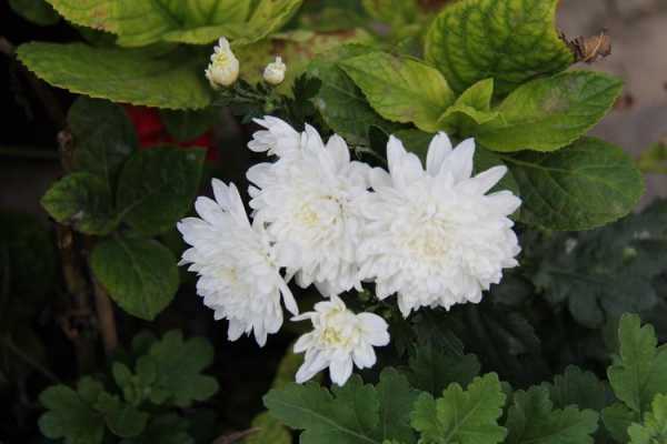 白色的菊花什么（白色菊花什么季节开花）-图2