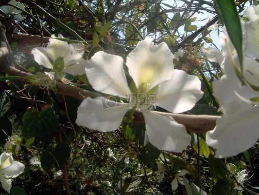 花朵很大的白色花树（很大的白色的花）-图2