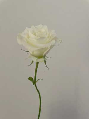 纯白色玫瑰（白色玫瑰是）-图1