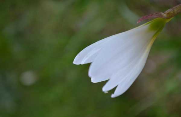 常见的白色花（常见的白色花瓣的花）-图3