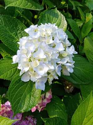 常见的白色花（常见的白色花瓣的花）-图2