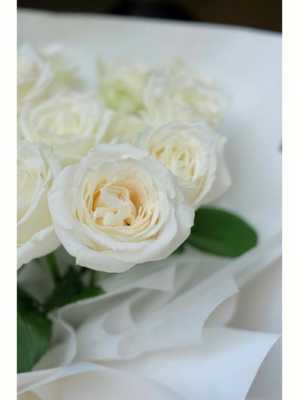白色玫瑰加什么（白玫瑰加什么好看）-图2