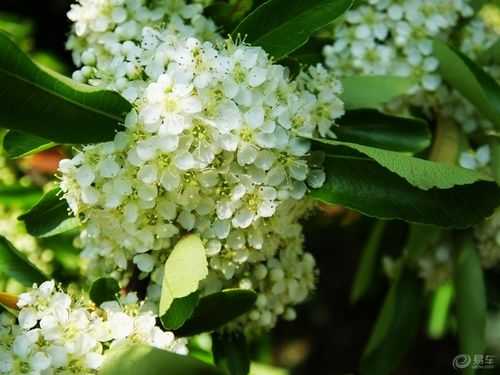 白色石楠花的花语（白色石楠树图片）-图3