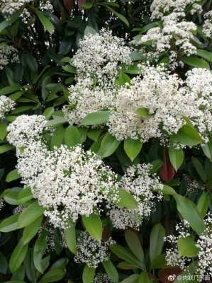 白色石楠花的花语（白色石楠树图片）-图1
