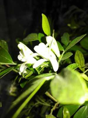 白色花有香味（白色花有香味的植物）-图1