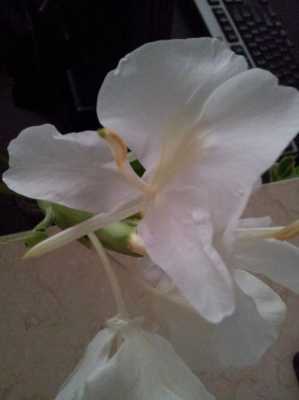 白色花有香味（白色花有香味的植物）-图2