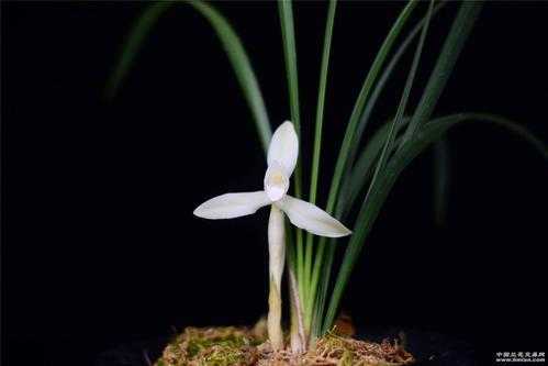 白色春兰花品种图片（春兰白色花苞开什么颜色的花）-图3