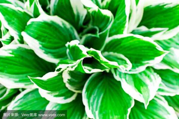 绿叶白色条纹植物（绿叶白色条纹植物有哪些）-图1
