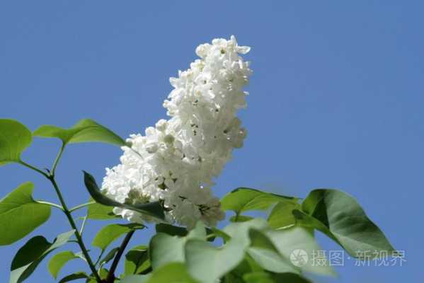 白色枝条状的花（白色枝条状的花是什么花）-图1