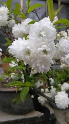 白色枝条状的花（白色枝条状的花是什么花）-图3