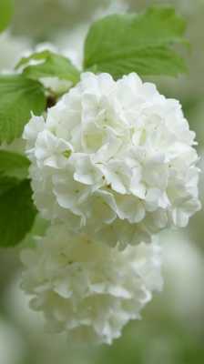 常见白色花有哪些（白色花有哪种）-图3