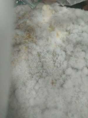 白色石膏霉（白色石膏霉菌图片）-图1