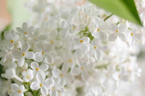 白色朝下开的花（白色垂下来的花）-图3