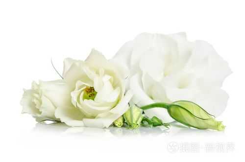 白色多层大熟花（大白色的花）-图3