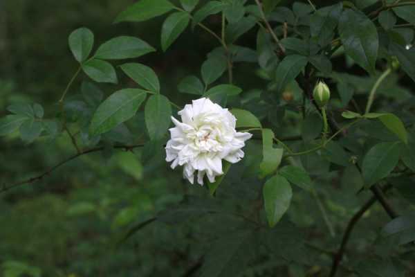 白色蔷薇与木香花（蔷薇科白色香味很浓的花）-图2