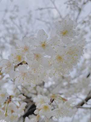 白色樱花品种（白色樱花树品种）-图1