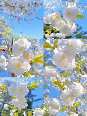 白色樱花品种（白色樱花树品种）-图2